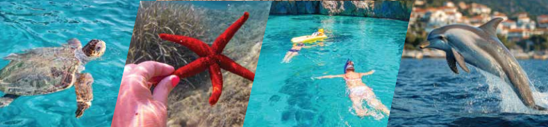Nature and wellness on a sailing holiday in the Ionian. Four images side by side: a sea turtle swimming, a hand holding a red starfish underwater, two people snorkelling, and a dolphin leaping above blue water near a coastal town—inviting moments of ocean-inspired wellbeing.